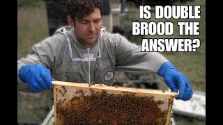 Should You Double Brood Your Bees?