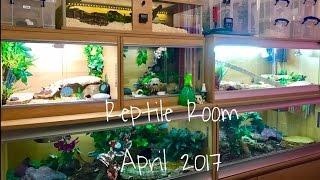 REPTILE ROOM- APRIL 2017