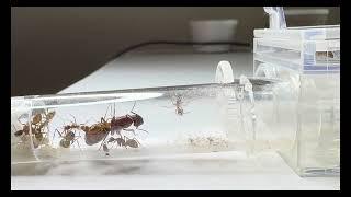 CAMPONOTUS CASTANEUS VS FRUIT FLIES FEEDING