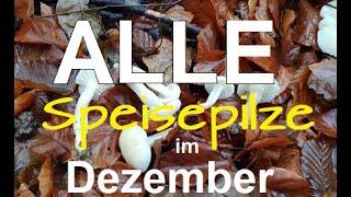 Alle Speisepilze im Dezember