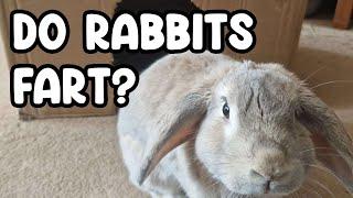 Rabbit Farts: The Mystery Unraveled