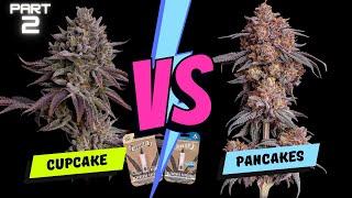 Part 2: Blueberry Cupcake vs Blueberry Pancakes from The Humboldt Seed Company - Seed to Harvest