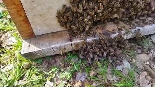 Honeybees division in very easy method from large box to small box | #Apisranaindica(देसी मधुमक्खी/)