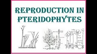 Pteridophytes- Reproduction from Evolutionary Viewpoint