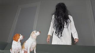 Dogs Give ‘The Ring' Girl a Makeover: Funny Dogs Maymo & Potpie vs Girl from 'The Ring' Prank