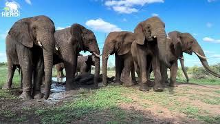 The Elephants Find Mud, Comfort and Safety in the Herd 