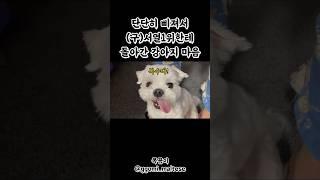 혼자 두고 놀러가서 단단히 삐진 #강아지