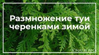 Размножение туи черенками зимой | toNature.Info