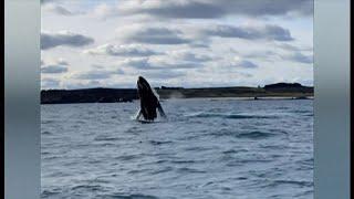 Humpback whale puts on 'show' in Cornwall (UK) 6/Jan/2025