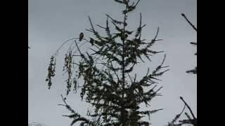 Bienenfresser in unserem Grundstück