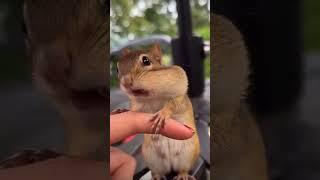 Squirrel eat Nate #squirrel #nute #animals.mp4