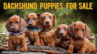 Dachshund Puppies Available | More Details On My Description.#dachshund#dog#starzkennel