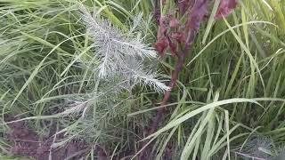 Deodar Tree - Cedrus deodara - Permaculture and Wildlife Breeding Farm - Brigadier Ka Bagh
