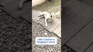 Stray Dog Hit By Car: Update on Little Captain