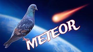 Saatnya Diambil Anaknya "METEOR" Merpati Tinggian Tomprang dgn Kinerja Sesuai Namanya..