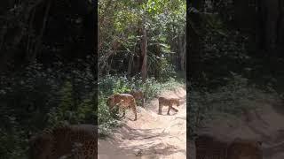 Leopard /srilankan Leopard /wildlife/Wilpattu National park ️