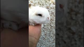 LOVELY RABBIT BABY BUNNY