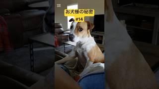 犬の秘密１４ #プチ知識 #雑学 #柴犬 #一分でわかる #犬のいる生活