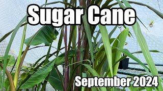 Purple Sugar Cane Update - September 2024