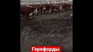 Продажа Коров порода Герефорд на экспорт из России 