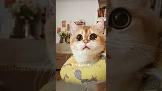 Funny Cats   #funny #cat #shorts #Nengleatv ️