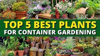 Top 5 Best Plants for Container Gardening 🪴- Garden Trends 