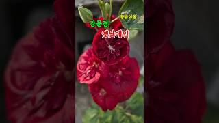 강문경 옛날애인