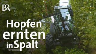 Landwirt im Nebenerwerb: Hopfenernte in Spalt | Bier | Unter unserem Himmel | BR