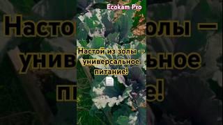 Настой из золы — универсальное питание! #зола #удобрение #огород #EcokamPro