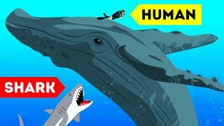 9 Wild Animals That Saved Someone's Life