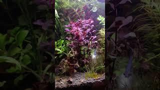 Людвигия Супер ред Мини / Ludwigia palustris super red