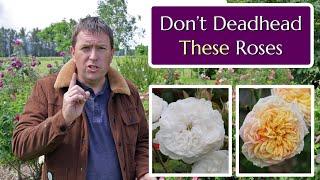 Don't Deadhead These Roses