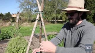 The Easiest Garden Trellis