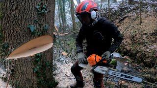 GROS DÉMONTAGE D'UN FRÊNE AVEC LA STIHL 261 , DANS UN RUISSEAU