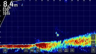 судак в паноптикс. Fishid-ru