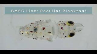 BMSC LIVE: Plankton! - Part 2