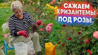 Сажаем хризантемы под розы