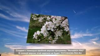 Слайд-шоу створене в ФотоШОУ PRO