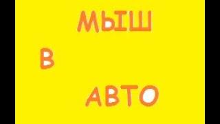 Мыш в авто