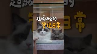 貓爸用行動告訴養一百隻貓跟一隻貓來比根本沒差？！ #親人貓 #cat #貓咪日常 #pets #貓眼觀察室 #搞笑 #貓跳台 #貓咪 #寵物友善日常 #萌寵