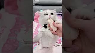 cute kitten  #19 #kitten  #pet #Cat short video #cute kitten #meme video