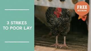 3 Strikes to Poor Egg Laying: Pasturing Chickens | Joel Salatin