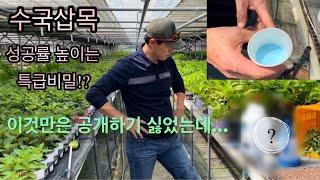 수국삽목 비법공개! 이것만 있으면 누구나 프로가 될수있다!?