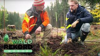 120.000 Hektar toter Wald in Deutschland: Naturschutz ist wichtiger denn je! | SAT.1 Operation Wald