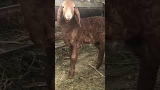 Сын Хаммера #shorts #гиссар #овцы #арашан #sheep #бараны #gissar #arashan #ингушетия #messi #cr7
