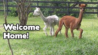 Bringing Home BOY ALPACAS! Plus, What's Happening at Old Old Redding Farm?