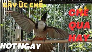 Kích Chào Mào Hót Ché |Kích chào mào hót đấu.Luyện giọng hay ép bổi sổ bọng và căng lửa,chào mào ché