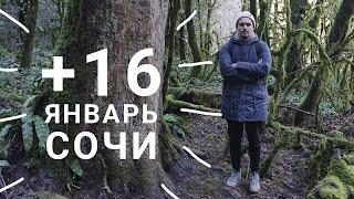 Погода в Сочи зимой. Тисо - самшитовая роща. Гастропаб "Гроза". Новогодние каникулы.