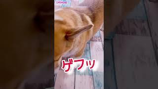 9/10朝︎かまちょ→爆音ゲップ #corgi #コーギー #shorts