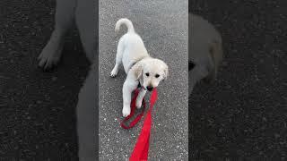 Jimmy’s Daily Mission: Be a Menace  | Chaos Level: Expert